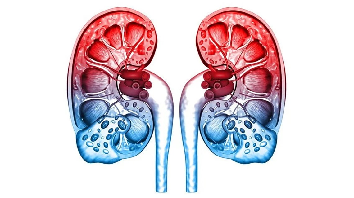 Could Stem Cells Bring an End to the Kidney Donor Shortage?